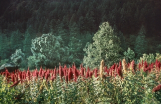 Sorghum[?], India, '01.