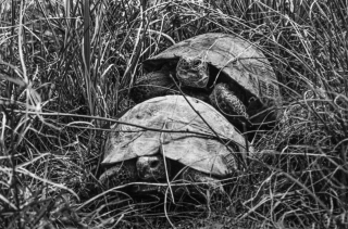 Tortoises, Turkey, '01.