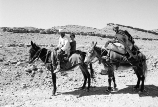 Mules, Todra Gorge, Morocco.