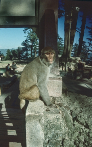 Macaque, Shimla, India, '01.