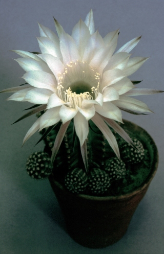 'Alberts' Cactus.