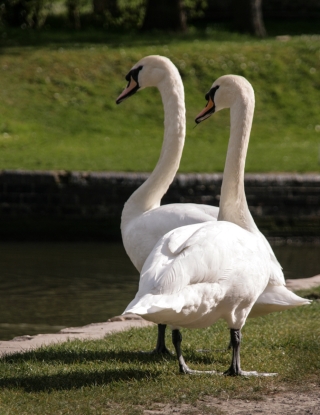 Swan couple, Bath.