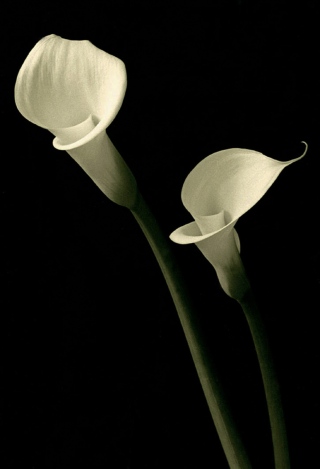 Calla Lillies[B&W Hand Painted]. 2.