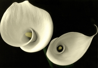 Calla Lillies[B&W Hand Painted]. 1.