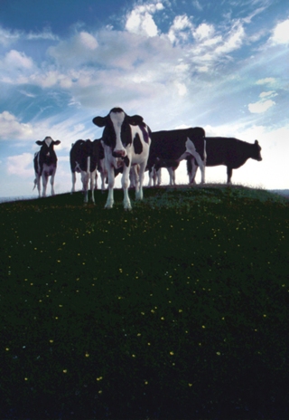 Cows on a Hill, Wiltshire.