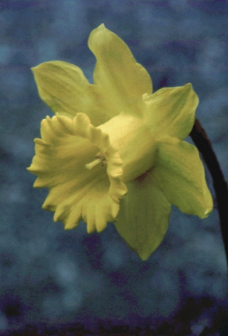 Daffodil.