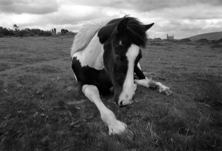 Wild Pony 1, Bodmin Moor, Cornwall.