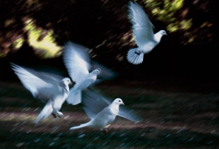 Doves, Victoria Park, Bath, '97.