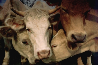 Enthusiastic Calves, Herts.