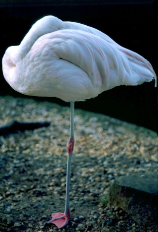 Flamingo, Golders Hill, London, '94.