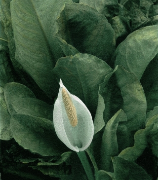 Hand painted B&W Flower[unknown].