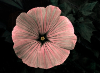 Hand Painted B&W Flower.