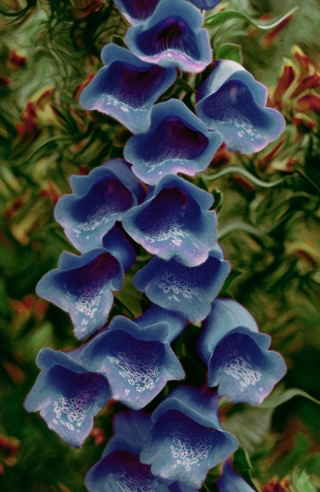 Foxglove[With 'Wave' Effect].