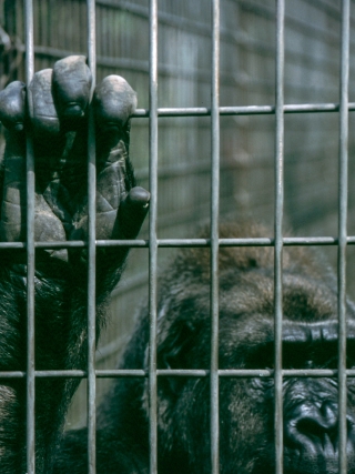 Gorilla, London Zoo.