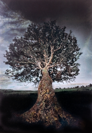 Hand Painted B&W, Wind Blown Tree, '96.