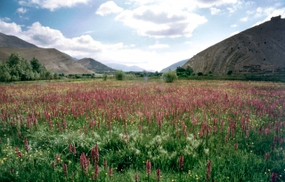 Orchid's and More, Ait Bougoumez, Morocco.