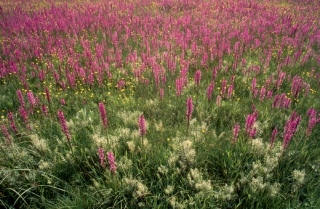 Orchids and More, Ait Bougoumez, Morocco.