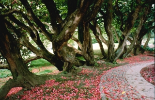 Rhodedenron Circle, Cumbria, '96.