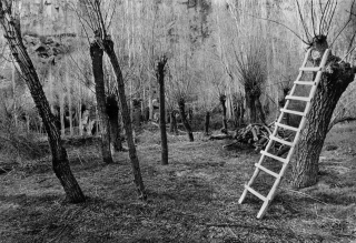 Forestry, Ihlara Gorge, Turkey, '01.