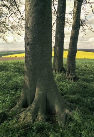 Wittenham Clumps, Oxon.