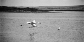 Swans, Abbotsbury 2.
