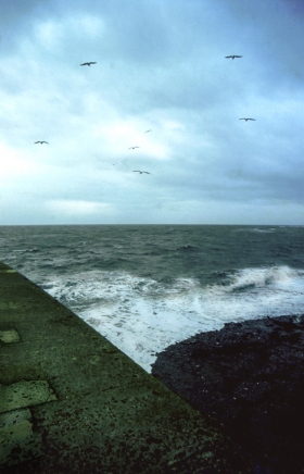 Seagulls/Sea, From the Cob, Lyme Regis.