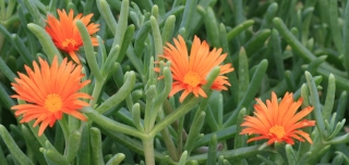 Orange Flowers, La Gomera, '14.
