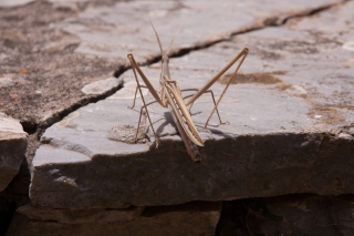 Grasshopper, Greece, '16.