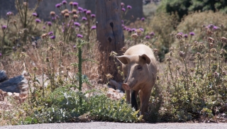 Pig, Mountanistika, Greece, '16.