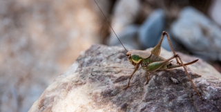 Grasshopper, Greece, '16.