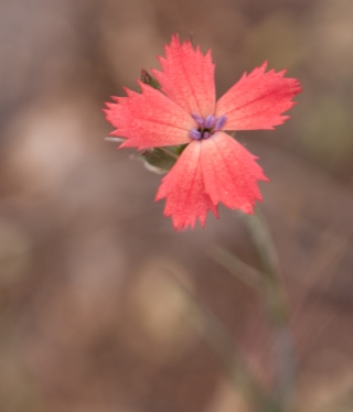 Pink Flower, Greece, '10.