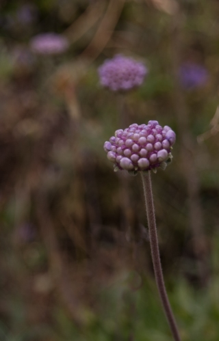 Purple flower, Greece, '10.