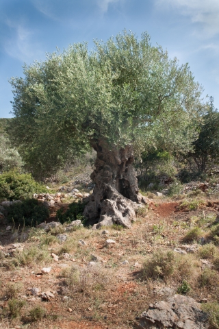 Ancient Olive Tree, Greece, '16.