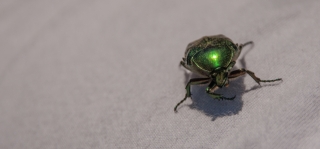 Emerald Beetle, Greece, '16.