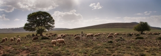 Sheep, Mid Atlas, Morocco, '17.