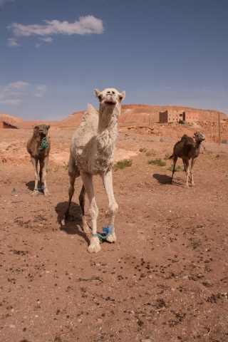 Camels, Tamdakht, Morocco, '17.