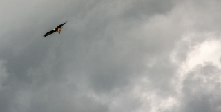 Red Kite, Wales, '21.