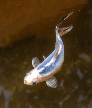 'Goldfish in Fountain', Crete, 2023.