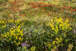 Wild flower meadow,by Moni Arkadi, Crete, '23.