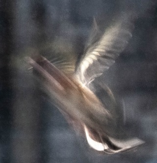 'Goldfinch Ascending', Bath, 2023.