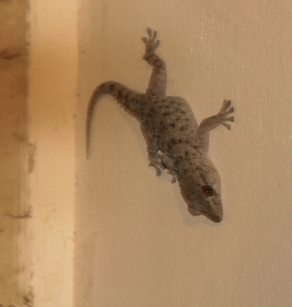 Gecko, La Gomera, Canaries, '14.
