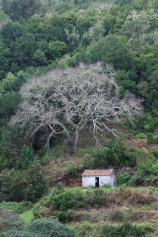 Ghost Tree, La Gomera, Canaries, '14.