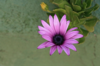 Purple Flower, La Gomera, Canaries, '14.