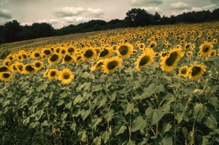 Sunflowers, France, '14.