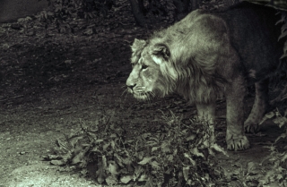 Lion, Regents Park Zoo, London.