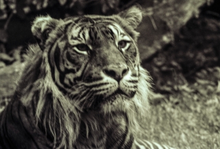 Tiger [B&W Toned], Regents Park Zoo, London.
