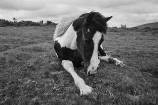 Pony, Bodmin Moor, UK.