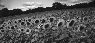 Sunflowers [B&W], Dordogne, France, '14.