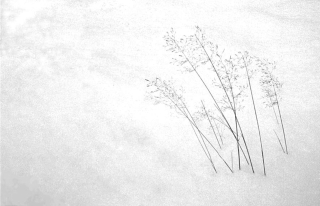 Snow/Grass, UK.