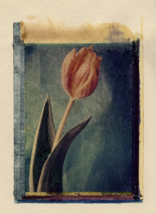 Tulip, Polaroid Transfer.